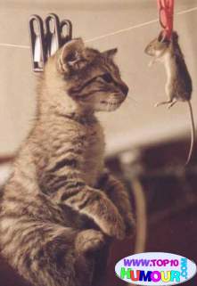 chat vs souris